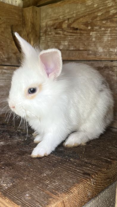Dwa  króliki miniaturki