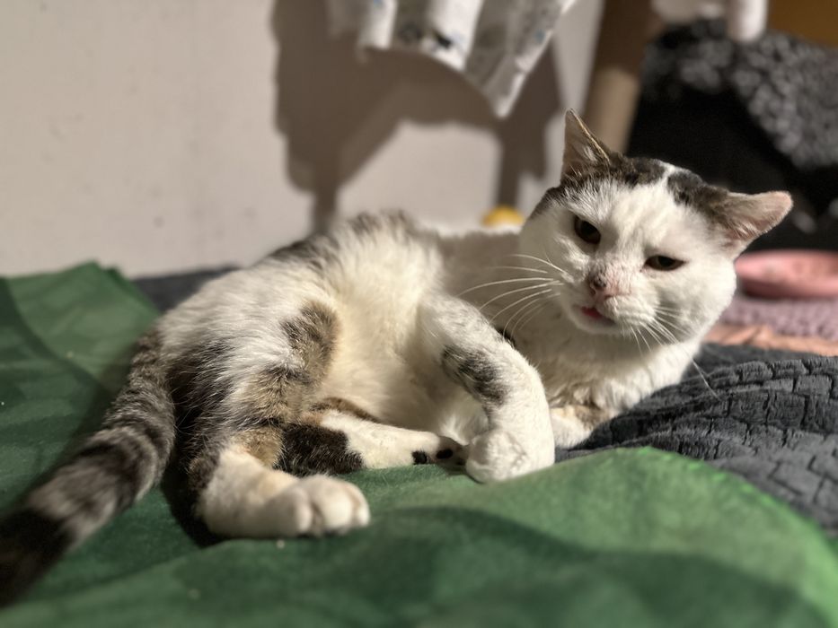 Hugo. Wrazliwe serduszko w puchatym ciałku