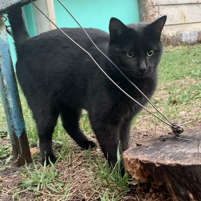 Отдам черного кота, 3 года, кастрирован