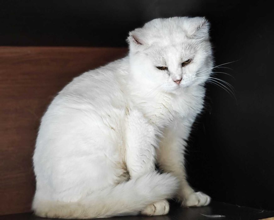 Біла киця шиншила Сніжинка чекає на свою людину! кішка кіт кошеня