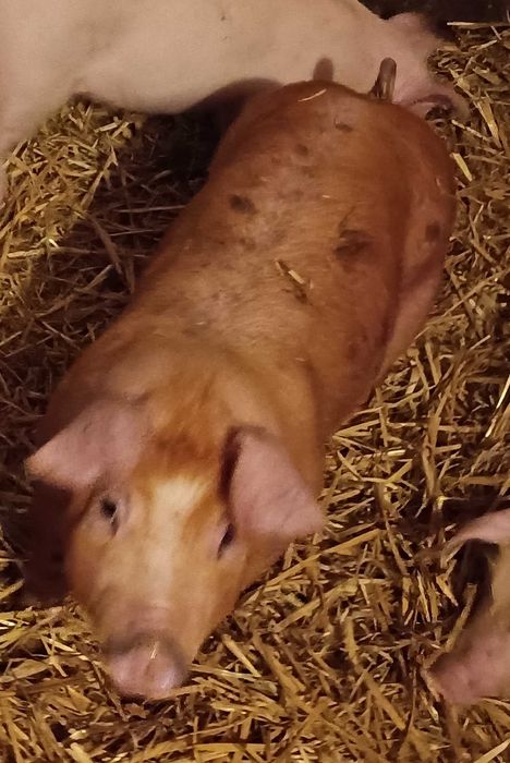 Prosięta, super mięsność duroc x pietrain