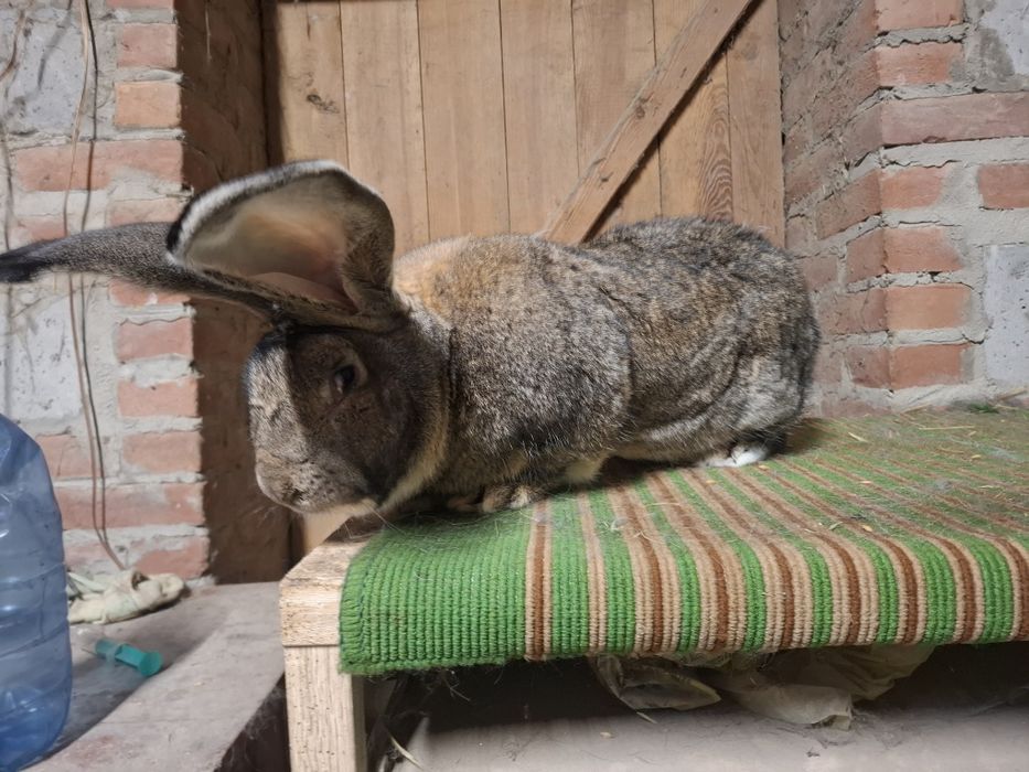 Olbrzym Belgijski Samiec Bos