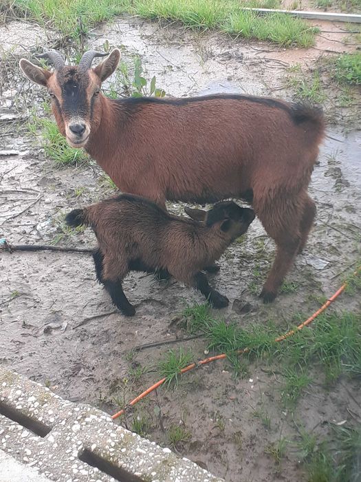 Cabras anãs - crias
