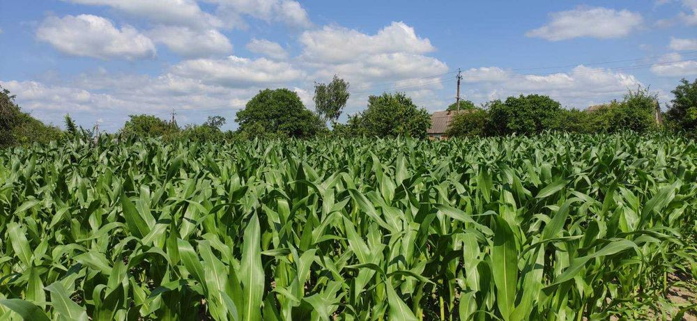 (3) Продам земельну ділянку в с. Сальник 0925