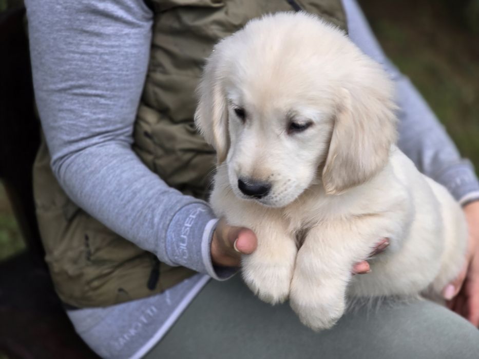 Golden retriever szczeniak Możliwość wyrobienia  paszportu!!!