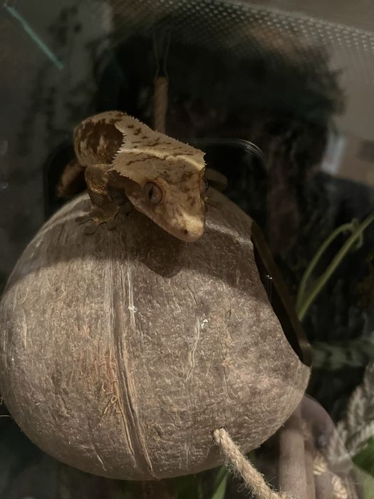 Gekon orzęsiony dorosły samiec