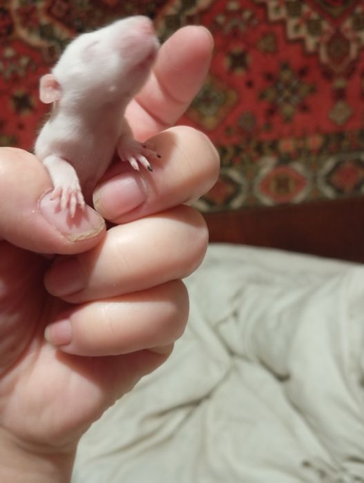 Криси,щури,крисята, пацюки