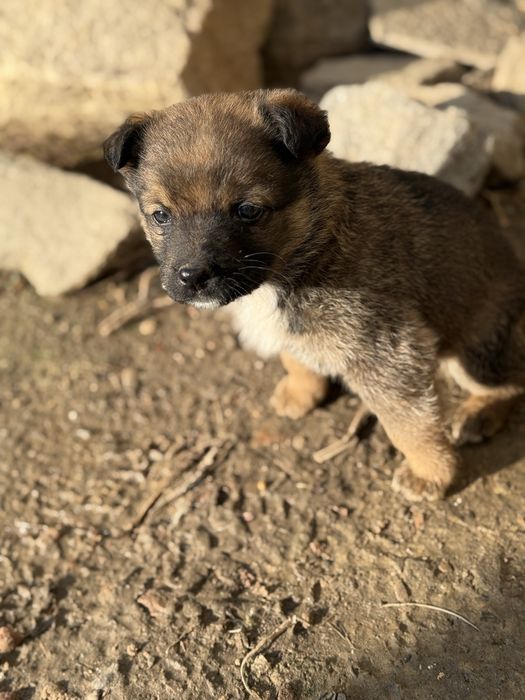Цуценята шукають родину