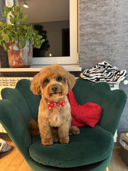 Maltipoo reproduktor !!!