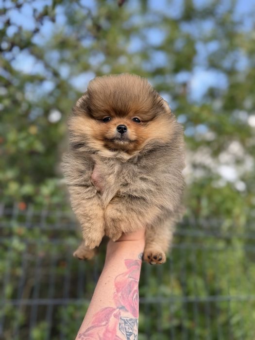 Pomeranian piękna suczka, piękny kolor
