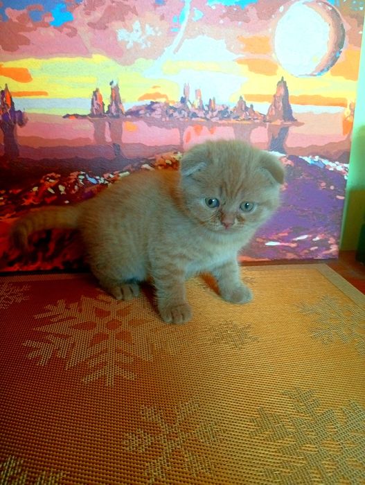 Котенята висловухі шотландці