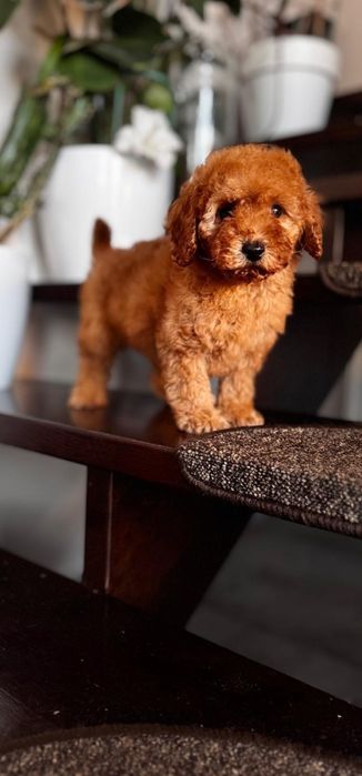 Aprikotowy pudelek miniatura