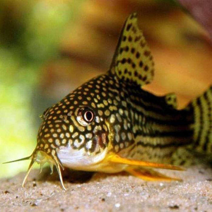 Corydora sterbae super