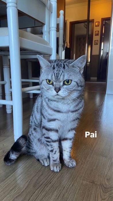 Gatinha Scottish Fold