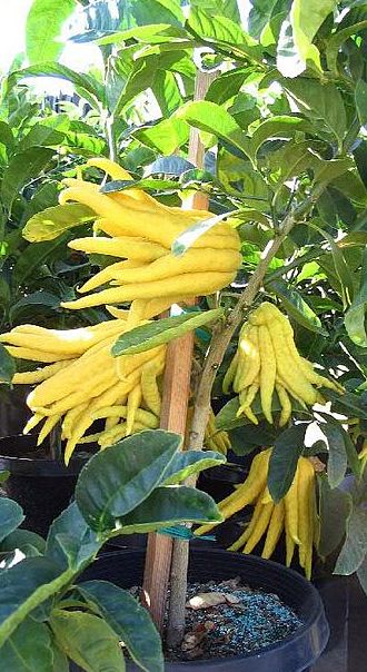 3 Citrus Trees: Finger Lime + Yuzu + Buddha's Hand – Free Shipping!64575348994179121