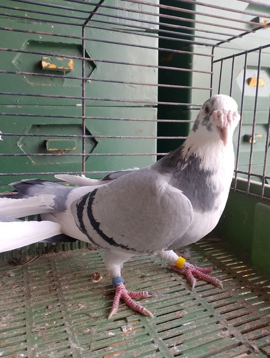 Sprzedam gołębie staropolskie para parzysta