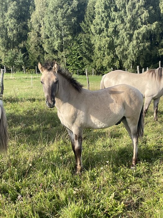 Ogierek konik polski, ogier, klacz, ogierki