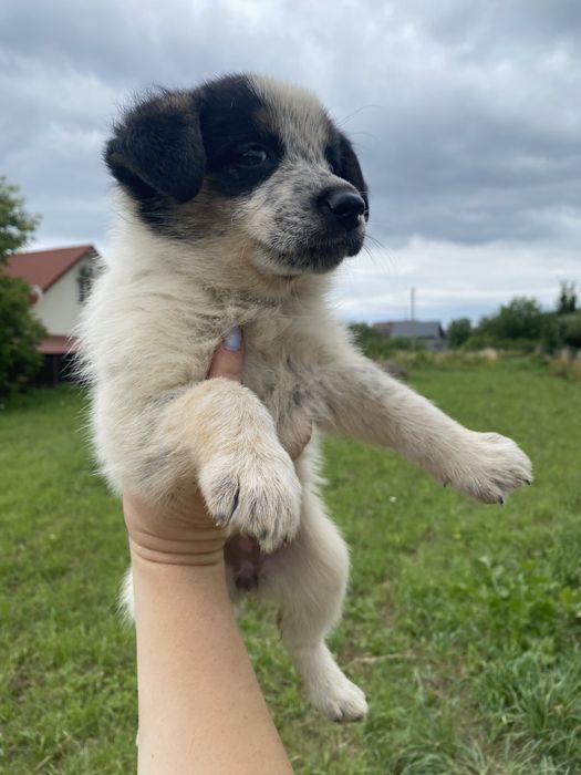 Цуцик чорно-білого кольору