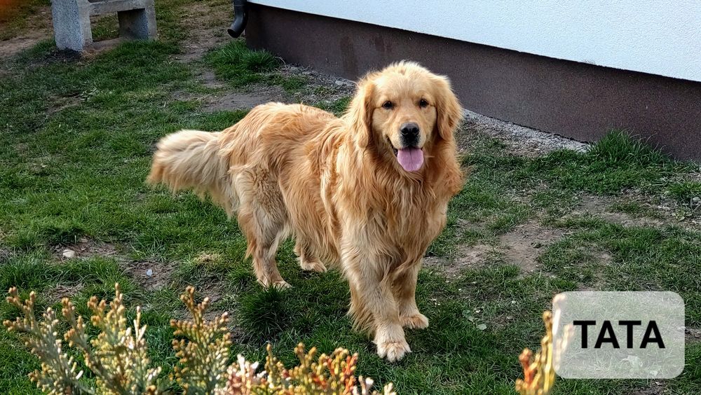 **Golden Retriever** Pies EDI**