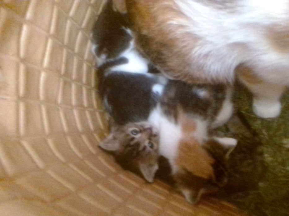 Гарнi  кошенята в добрi руки 5мiс