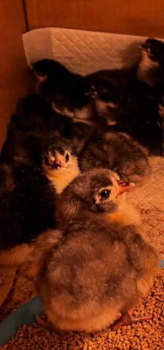 Australorp-pisklęta, jaja lęgowe