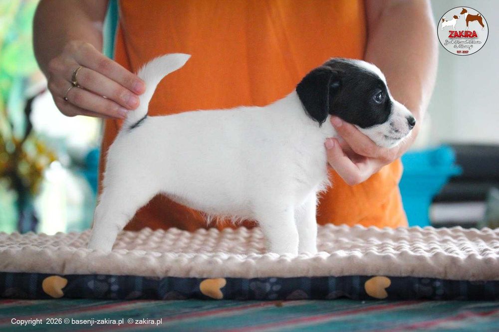 Jack Russell Terrier ZKwP| ZAKIRA FCI | SUCZKA gotowa do odbioru