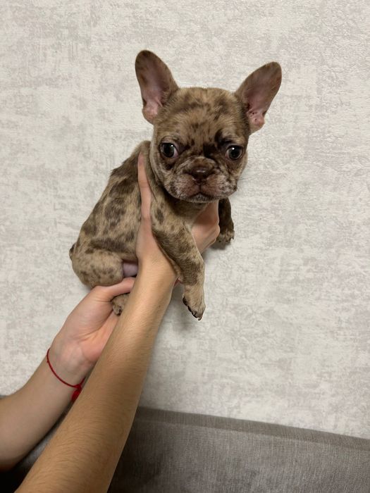 Девочка французского бульдога