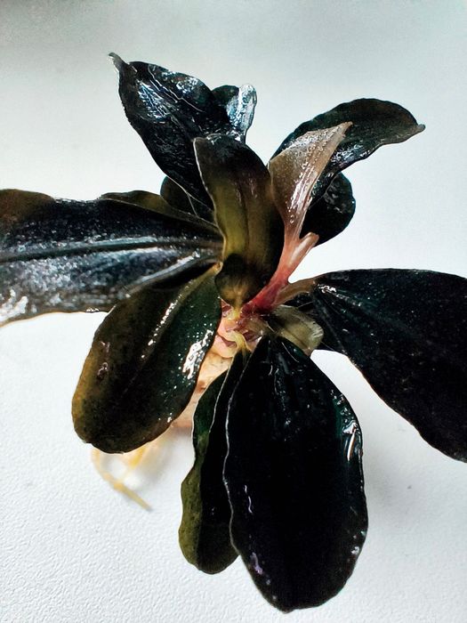 Bucephalandra Theia Sadzonka Ozdoba Akwarium Krewetkarium