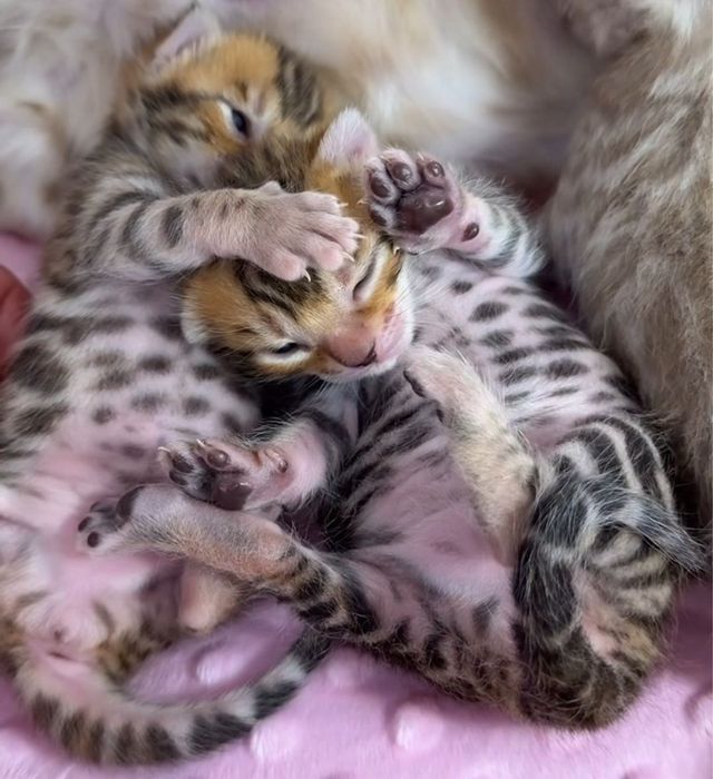 Бенгальские котята