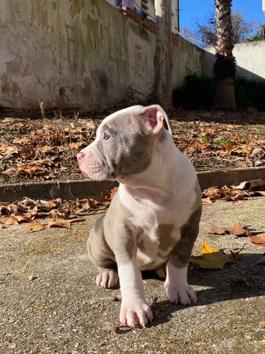 American Bully XL ( exotico )