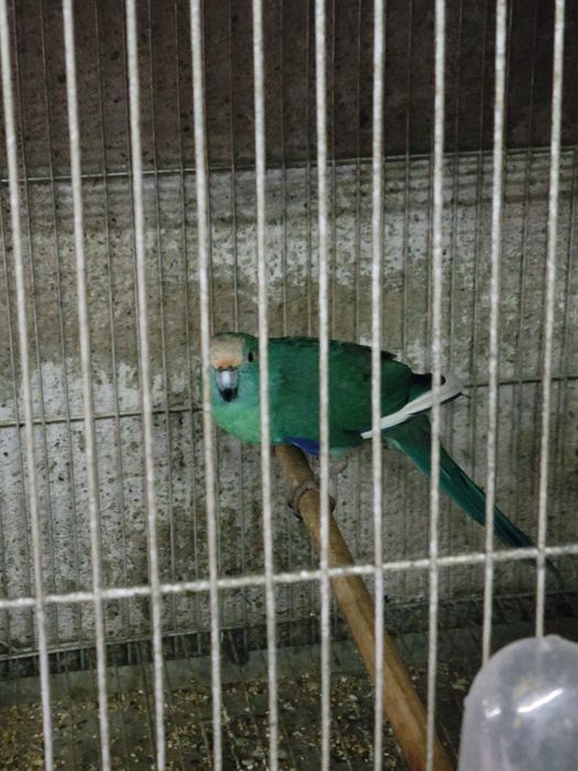 Aves para cedência