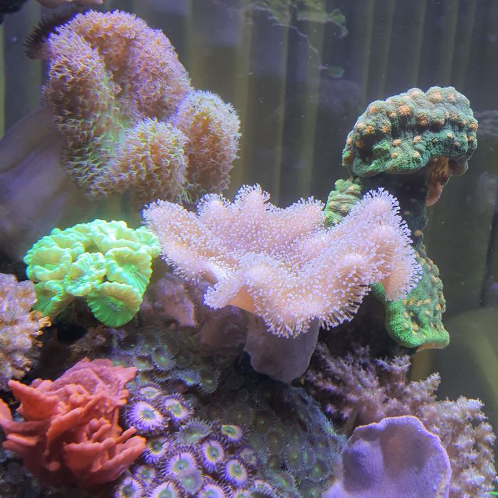 Кораллы в морской аквариум