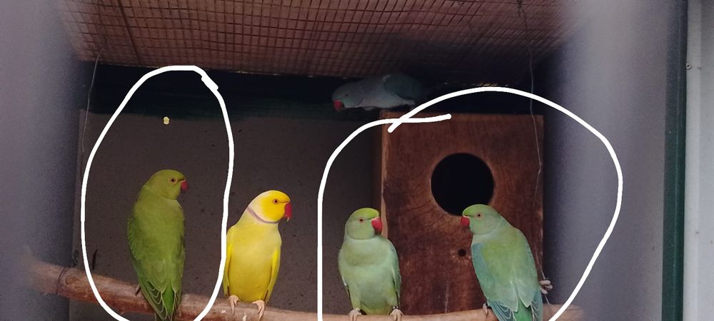 Cedo reing neck novos e sexados