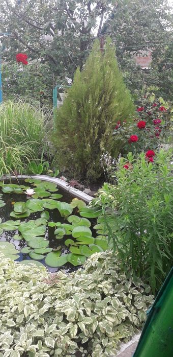 Мiскантус 2 вида