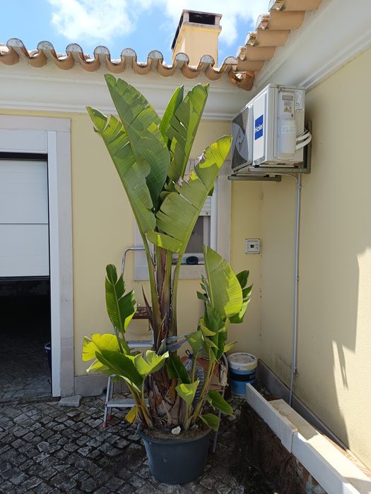 Estrelicia gigante com mais de 2 metros de altura