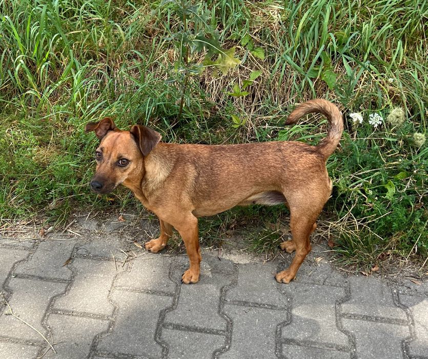 Malutka Zumba szuka domku