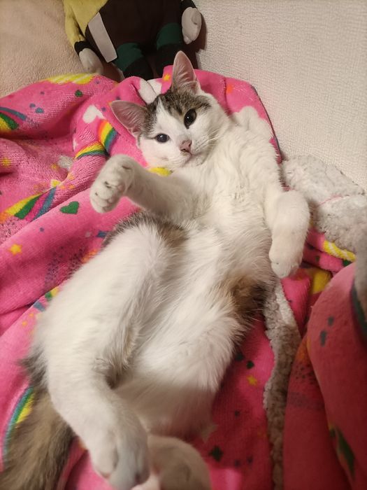 Puszysław do adopcji