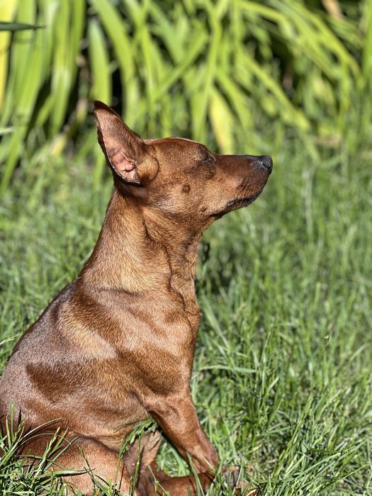 Цвергпинчер- жених в пошуках нареченоі