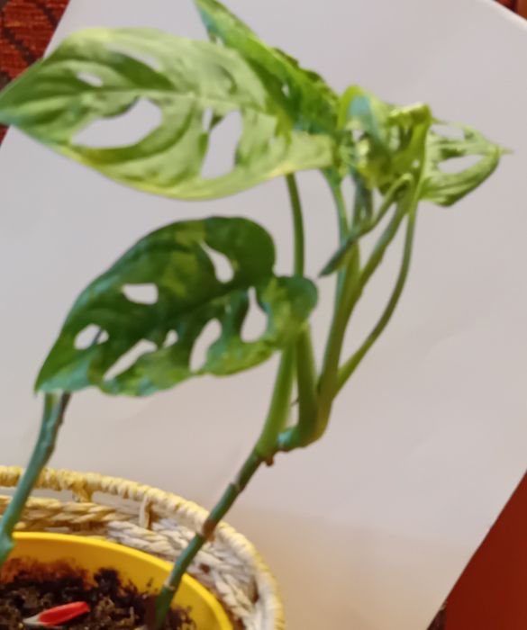 Monstera monsterki