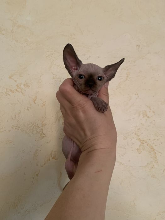Кукольний хлопчик Матіас