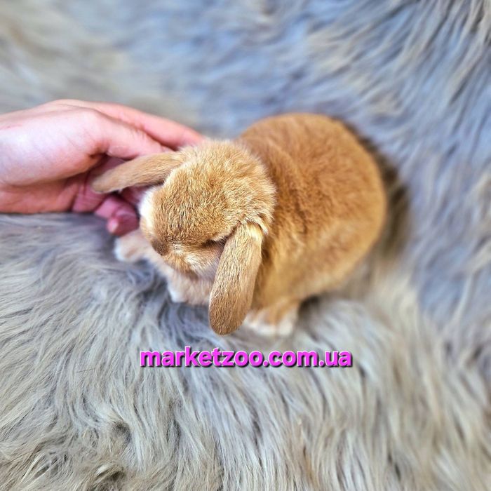 Карликовий міні кролик Карликовый мини  вислоухий баран mini lop
Окра