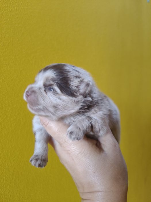 Spitz alemão Red Merle