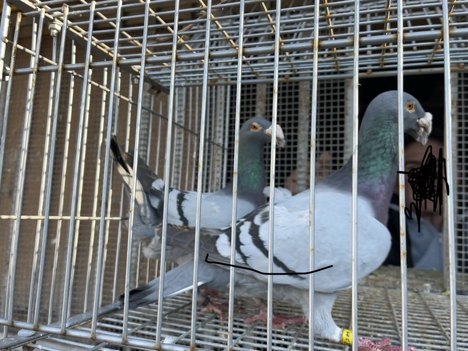 Gołębie rzeszowskie