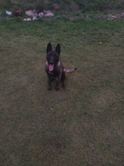 Малінуа КСУ в'язка  Бельгійська вівчарка кобель в'язка