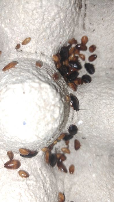 owady karmowe mini karaczany Paraplecta