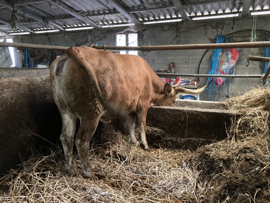 Vaca cachena tratada