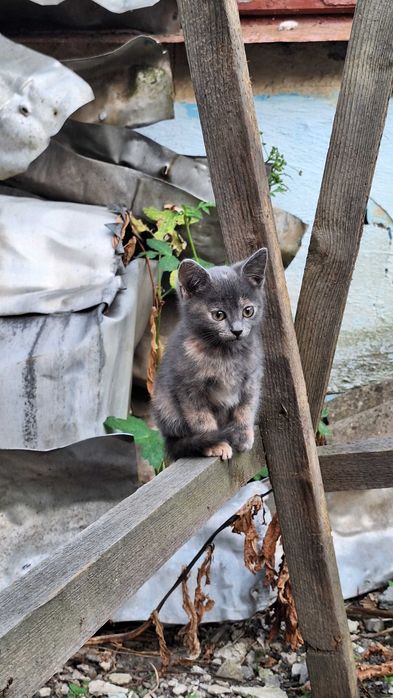 Продаж двох котиків, м Кам'янець-Подільський