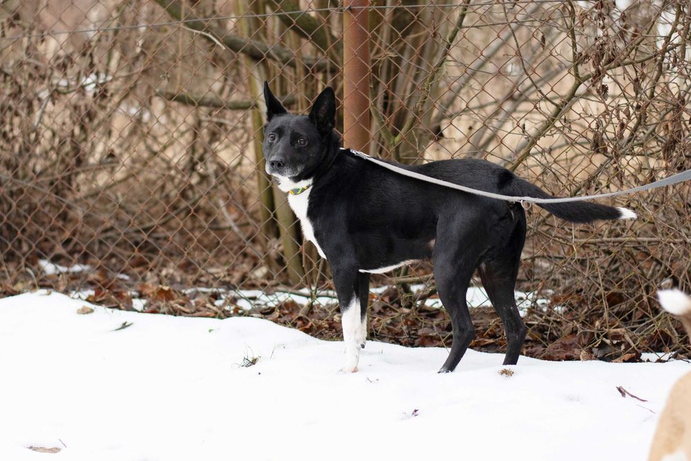 Akido - jedyny w swoim rodzaju, łagodny piękny psiak do adopcji