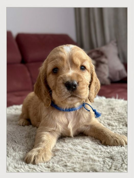 Cocker Spaniel Angielski - piesek/rodowód