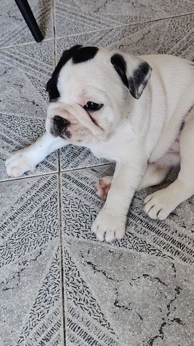 Bulldog francês fêmea